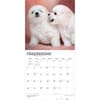 image Bichon Frise Puppies 2027 Wall Calendar Third Alternate Image
