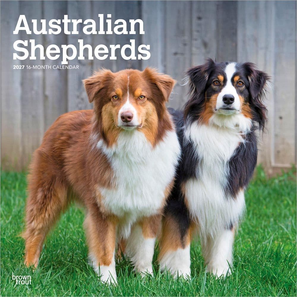Australian Shepherds 2027 Wall Calendar Main Product Image