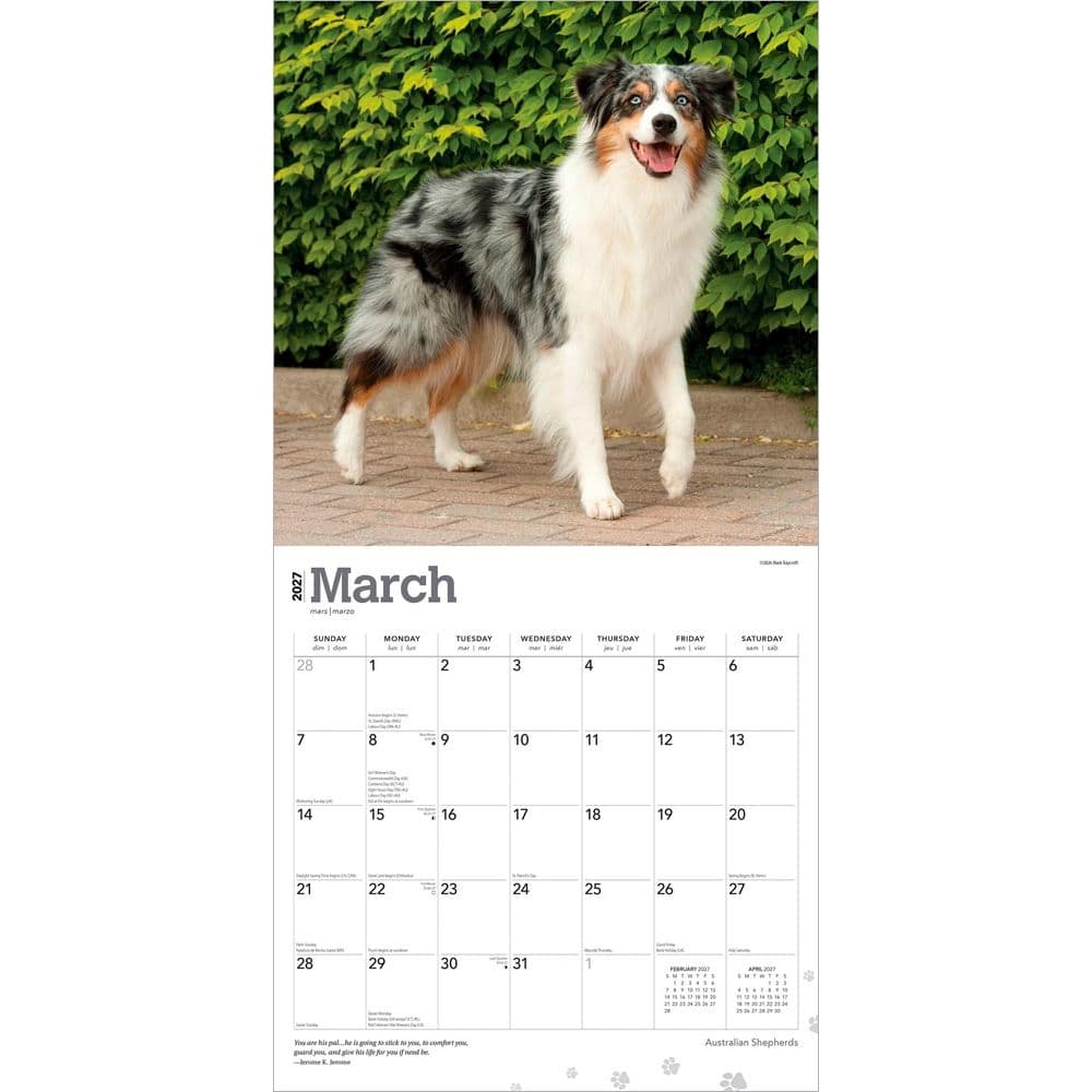 Australian Shepherds 2027 Wall Calendar Second Alternate Image