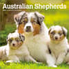 image Australian Shepherd 2027 Mini Wall Calendar Main Product Image