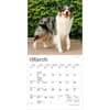 image Australian Shepherd 2027 Mini Wall Calendar Second Alternate Image