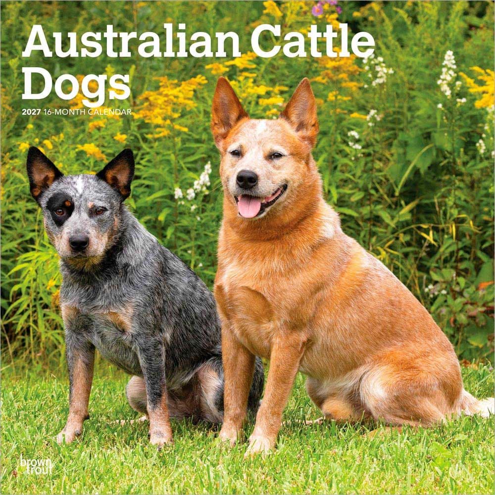 image Australian Cattle Dogs 2027 Wall Calendar Main Product Image