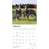 image Australian Cattle Dogs 2027 Wall Calendar Second Alternate Image