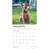 image Australian Cattle Dogs 2027 Wall Calendar Third Alternate Image
