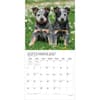 image Puppy Pals Plato  2027 Wall Calendar Third Alternate Image