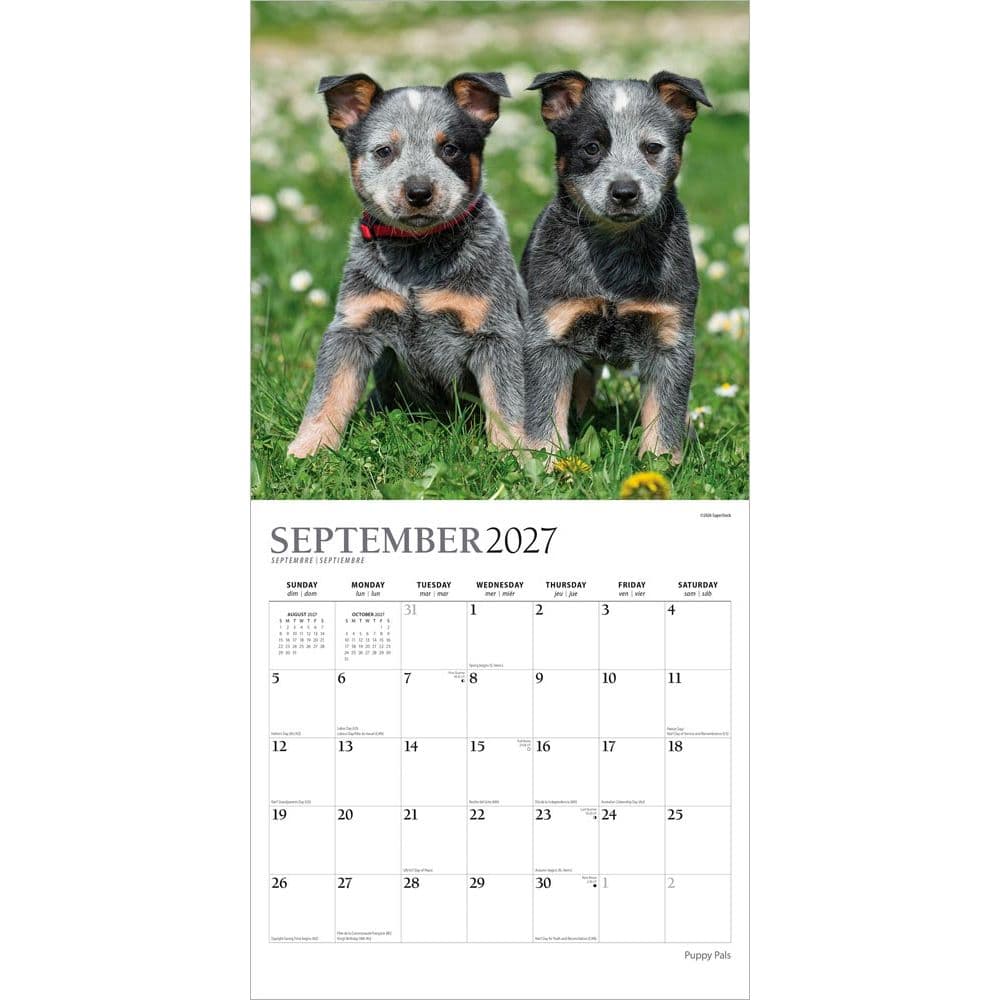 Puppy Pals Plato  2027 Wall Calendar Third Alternate Image