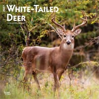 image White Tailed Deer 2027 Wall Calendar Main Product Image