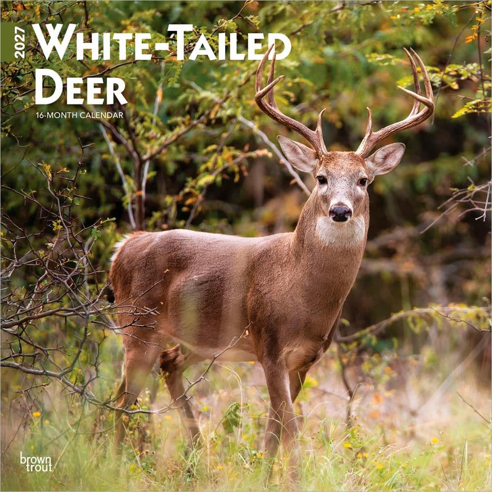 image White Tailed Deer 2027 Wall Calendar Main Product Image