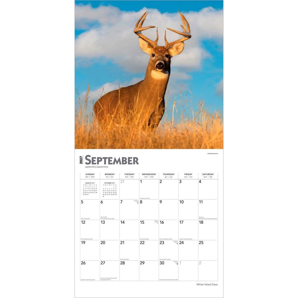 White Tailed Deer 2027 Wall Calendar Third Alternate Image