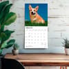 image Welsh Corgis 2027 Wall Calendar Fourth Alternate Image