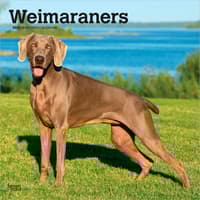 image Weimaraners 2027 Wall Calendar Main Product Image