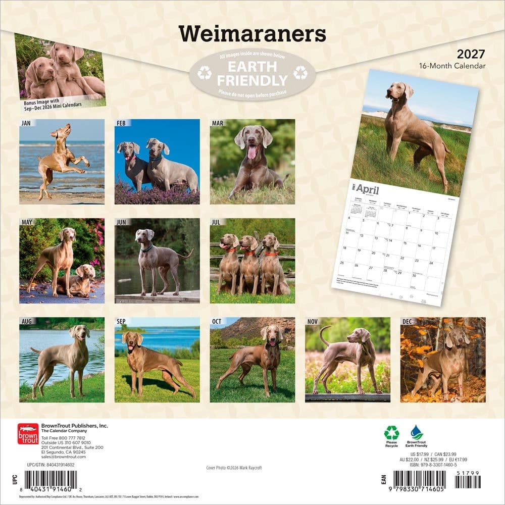 Weimaraners 2027 Wall Calendar First Alternate Image