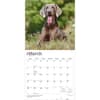 image Weimaraners 2027 Wall Calendar Second Alternate Image