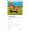 image Weimaraners 2027 Wall Calendar Third Alternate Image