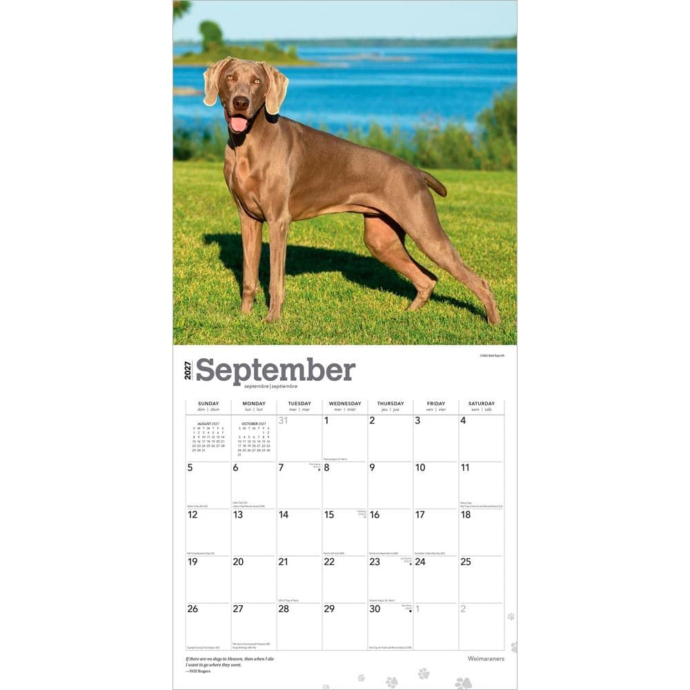 Weimaraners 2027 Wall Calendar Third Alternate Image