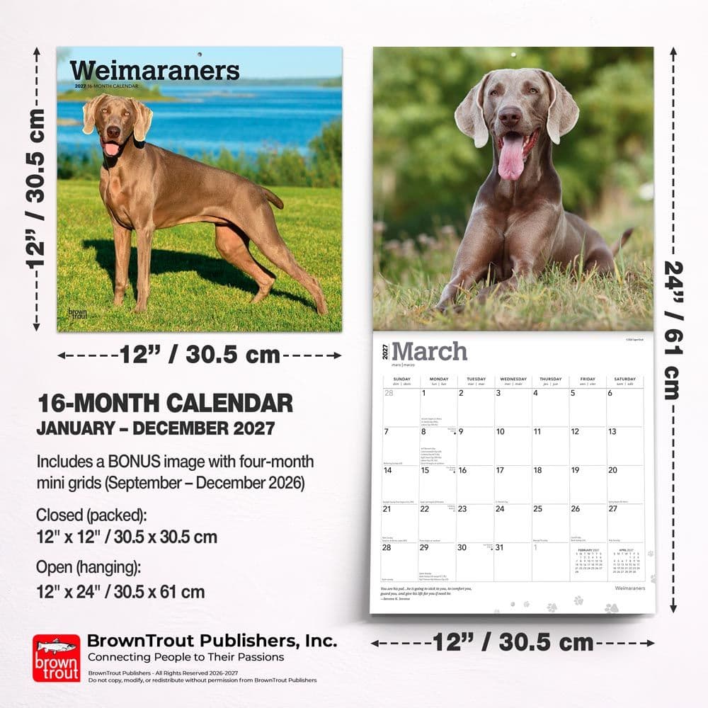 Weimaraners 2027 Wall Calendar Sixth Alternate Image