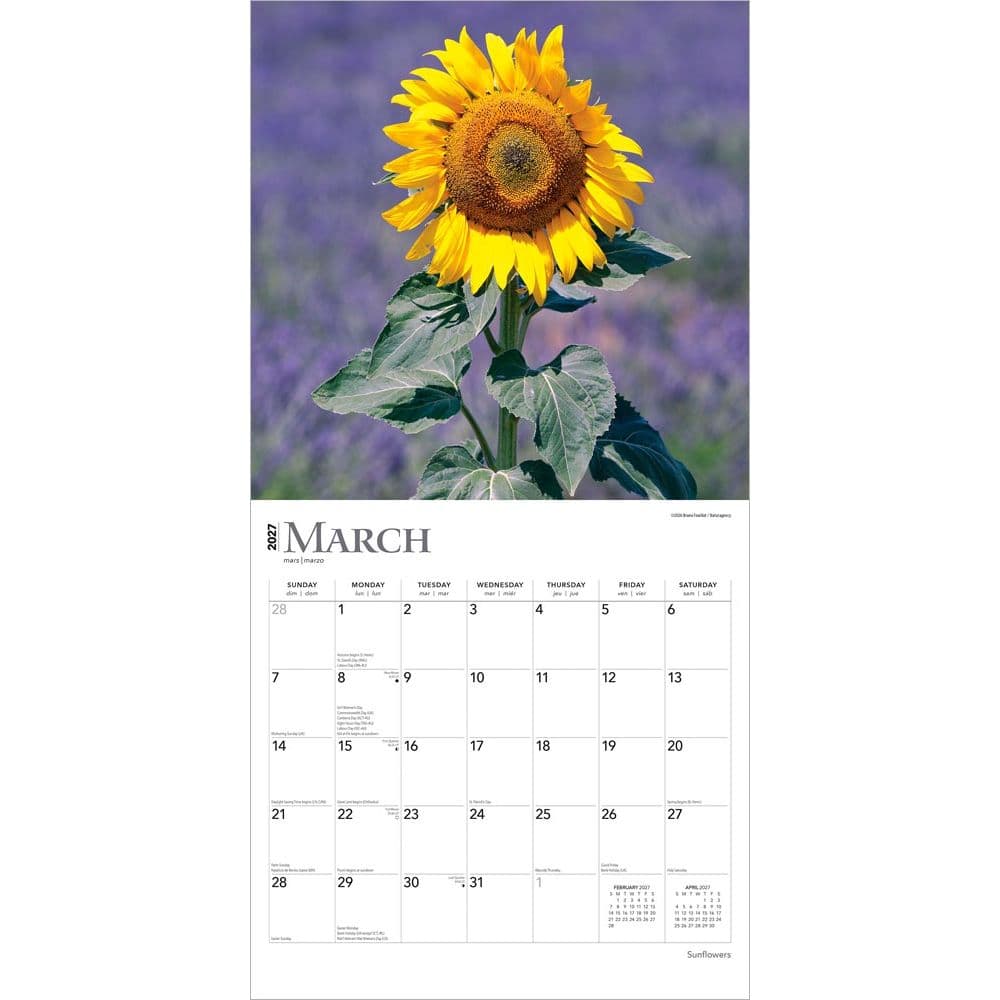 Sunflowers 2027 Wall Calendar Second Alternate Image