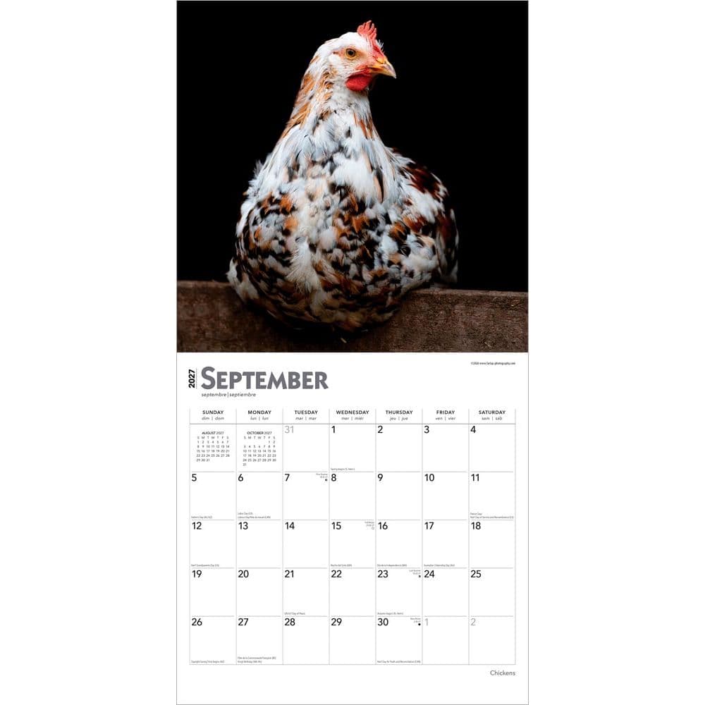 Chickens 2027 Wall Calendar Third Alternate Image