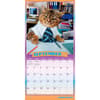 image Avanti Cranky Kitties Plato 2027 Wall Calendar Third Alternate Image