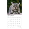 image I Love Cats Plato 2027 Wall Calendar Second Alternate Image