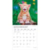 image Kitten Cuddles Plato  2027 Wall Calendar Third Alternate Image