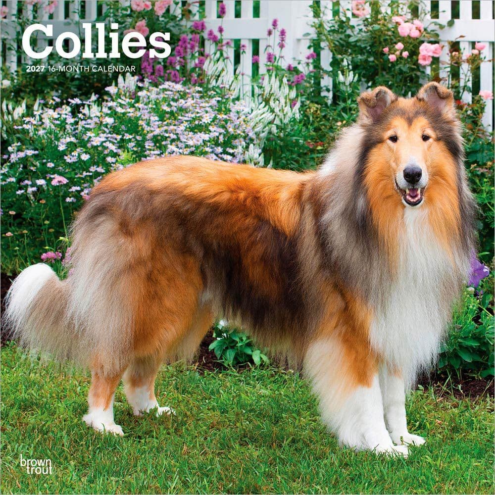 Collies 2027 Wall Calendar Main Product Image