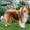 image Collies 2027 Wall Calendar Main Product Image