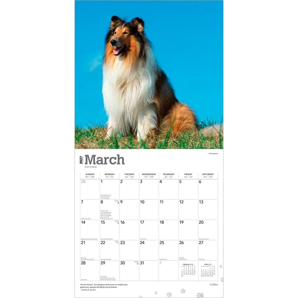 Collies 2027 Wall Calendar Second Alternate Image