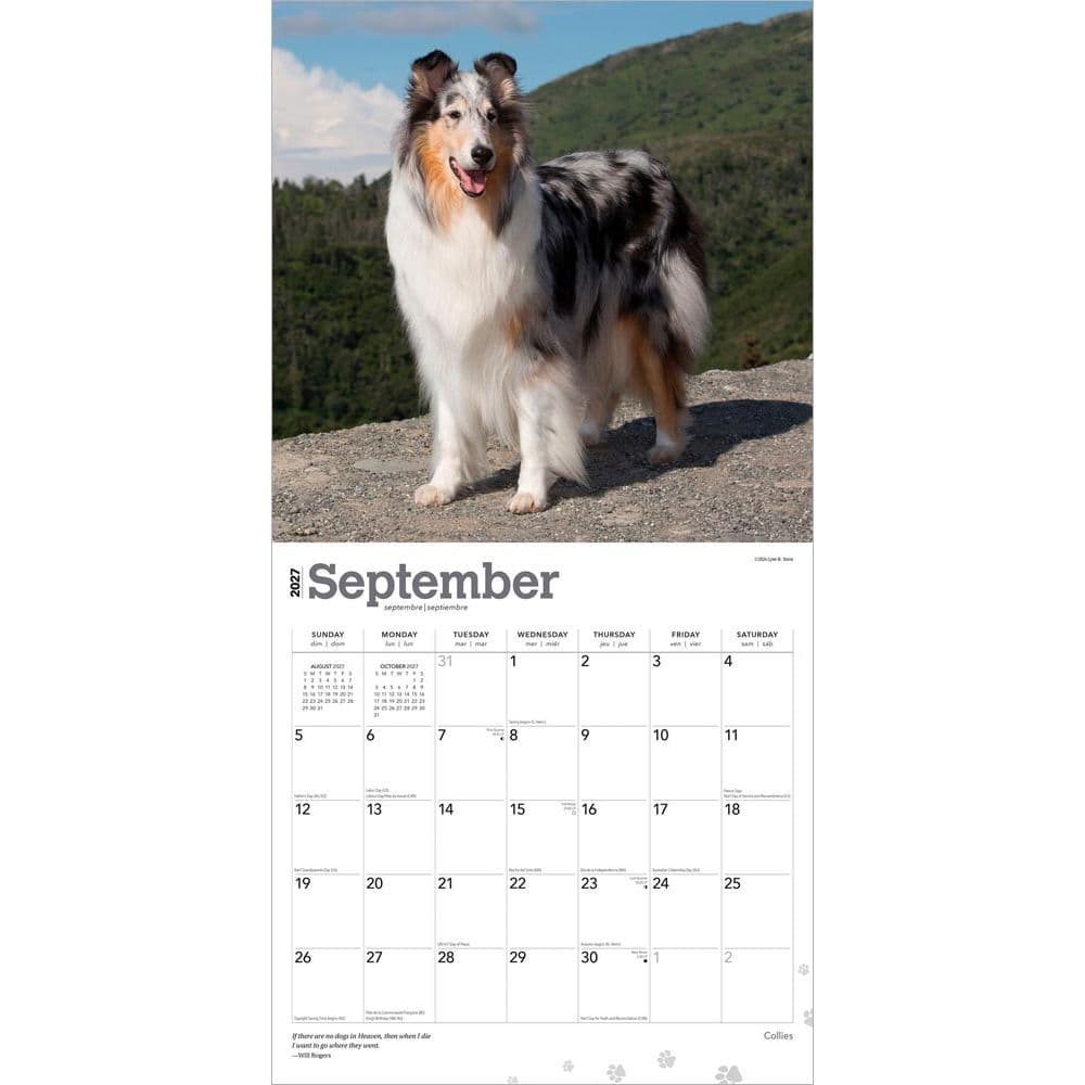 Collies 2027 Wall Calendar Third Alternate Image