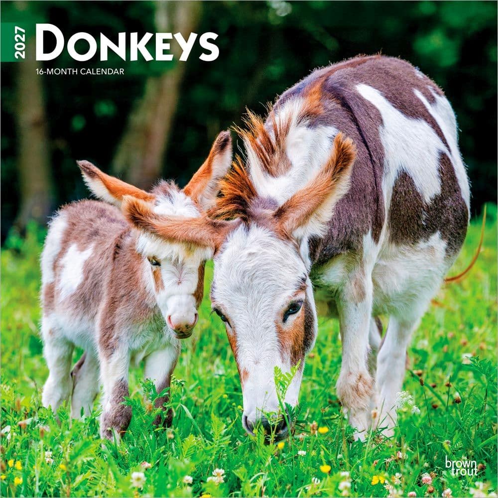 Donkeys 2027 Wall Calendar Main Product Image