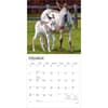 image Donkeys 2027 Wall Calendar Second Alternate Image