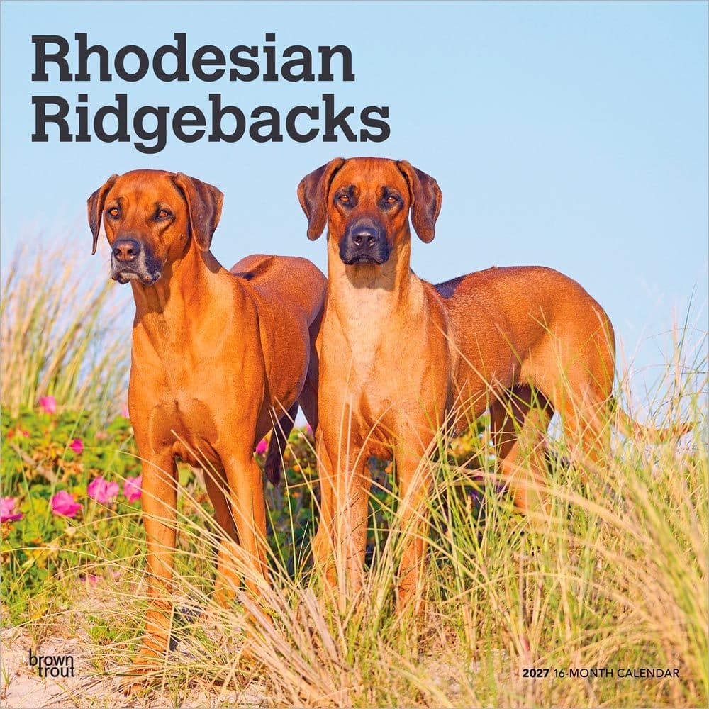 Rhodesian Ridgebacks 2027 Wall Calendar Main Product Image