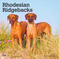 image Rhodesian Ridgebacks 2027 Wall Calendar Main Product Image