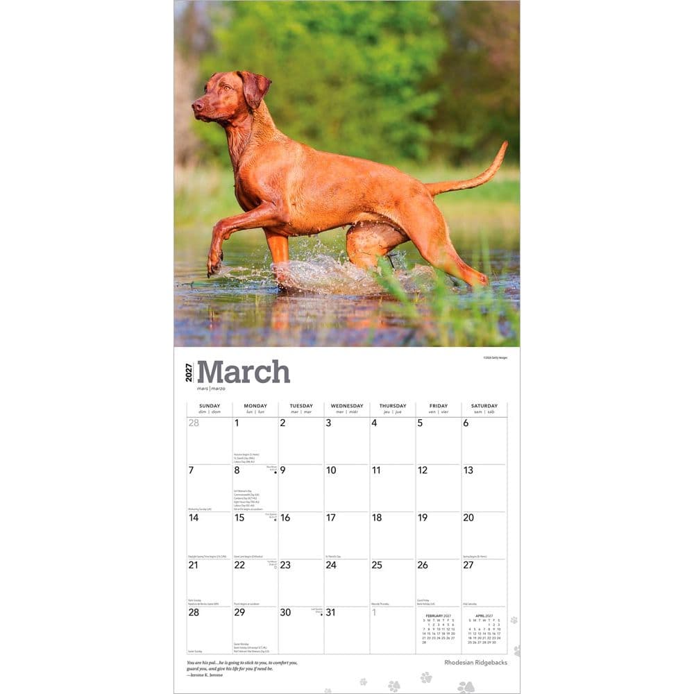 Rhodesian Ridgebacks 2027 Wall Calendar Second Alternate Image