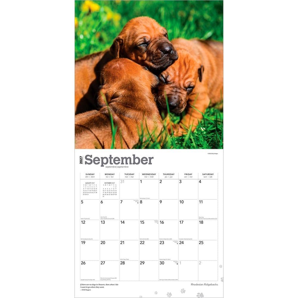 Rhodesian Ridgebacks 2027 Wall Calendar Third Alternate Image