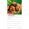 image Rhodesian Ridgebacks 2027 Wall Calendar Third Alternate Image