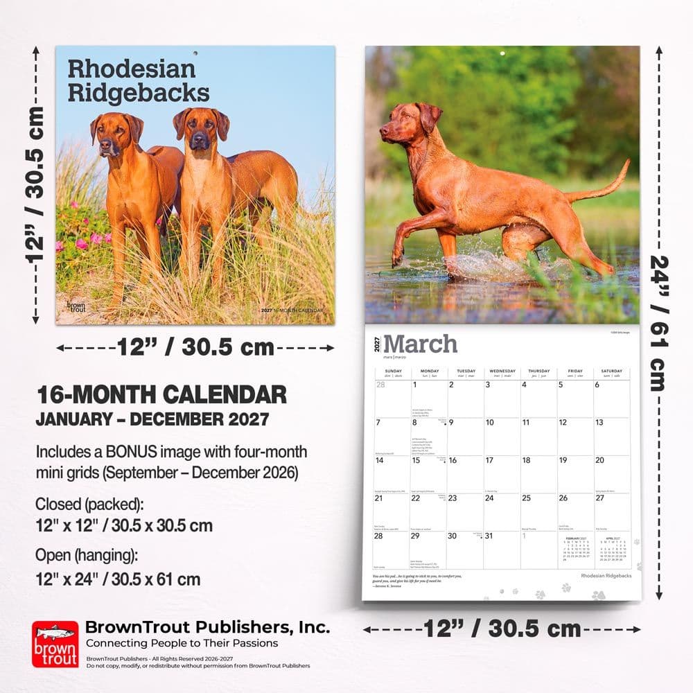 Rhodesian Ridgebacks 2027 Wall Calendar Sixth Alternate Image