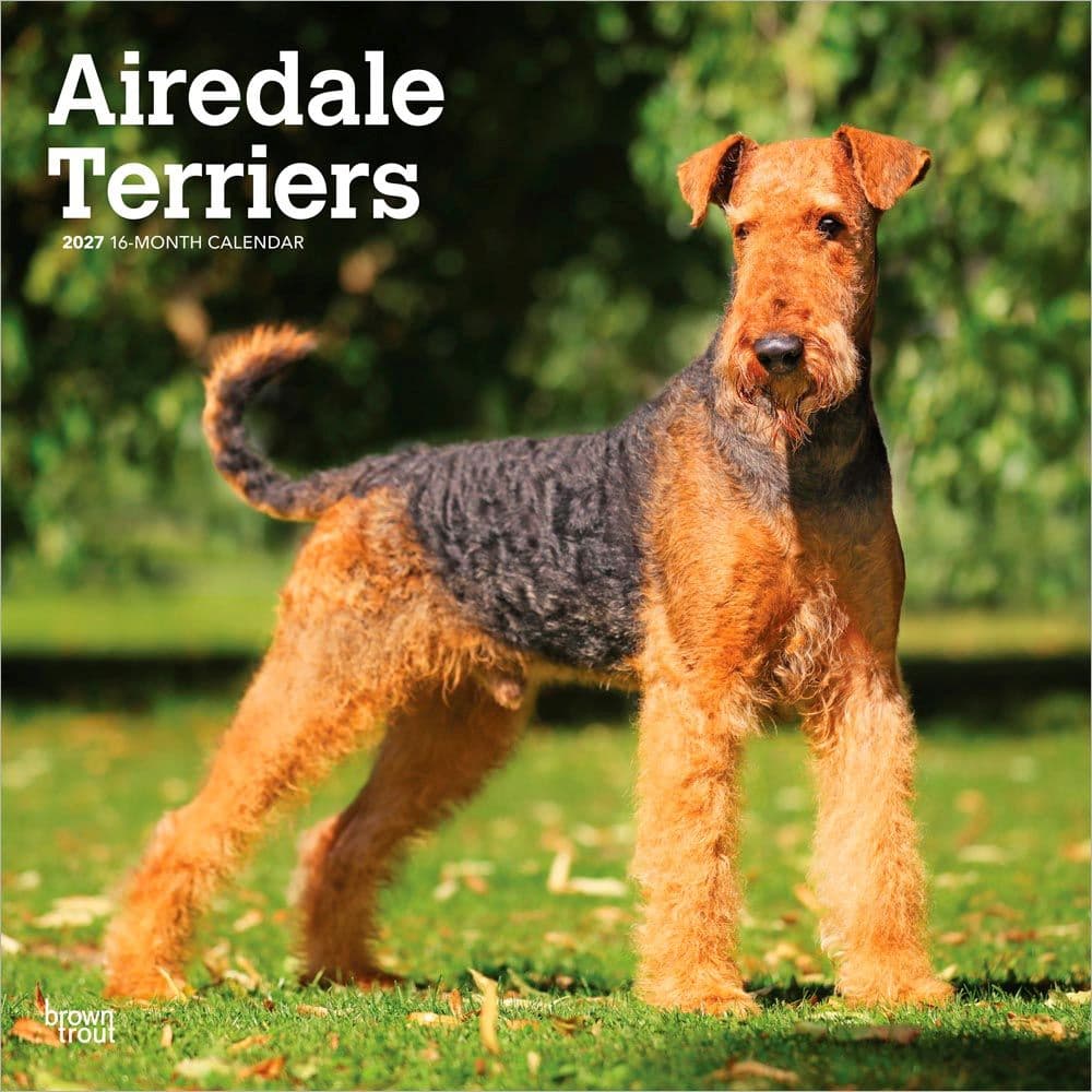 Airedale Terriers 2027 Wall Calendar Main Product Image