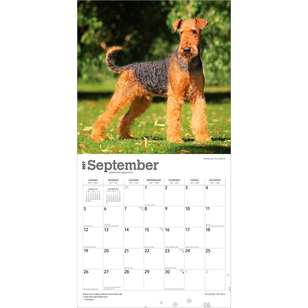 Airedale Terriers 2027 Wall Calendar Third Alternate Image