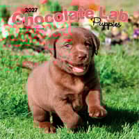 image Chocolate Lab Retriever Puppies 2027 Wall Calendar Main Product Image