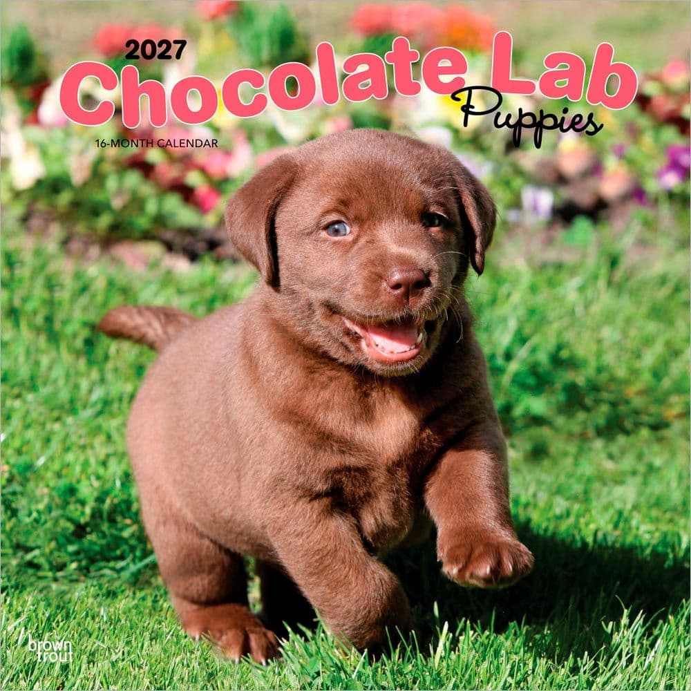 image Chocolate Lab Retriever Puppies 2027 Wall Calendar Main Product Image