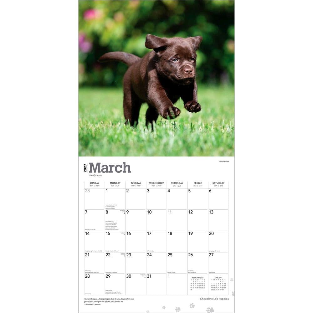 Chocolate Lab Retriever Puppies 2027 Wall Calendar Second Alternate Image