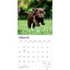 image Chocolate Lab Retriever Puppies 2027 Wall Calendar Second Alternate Image