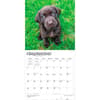 image Chocolate Lab Retriever Puppies 2027 Wall Calendar Third Alternate Image