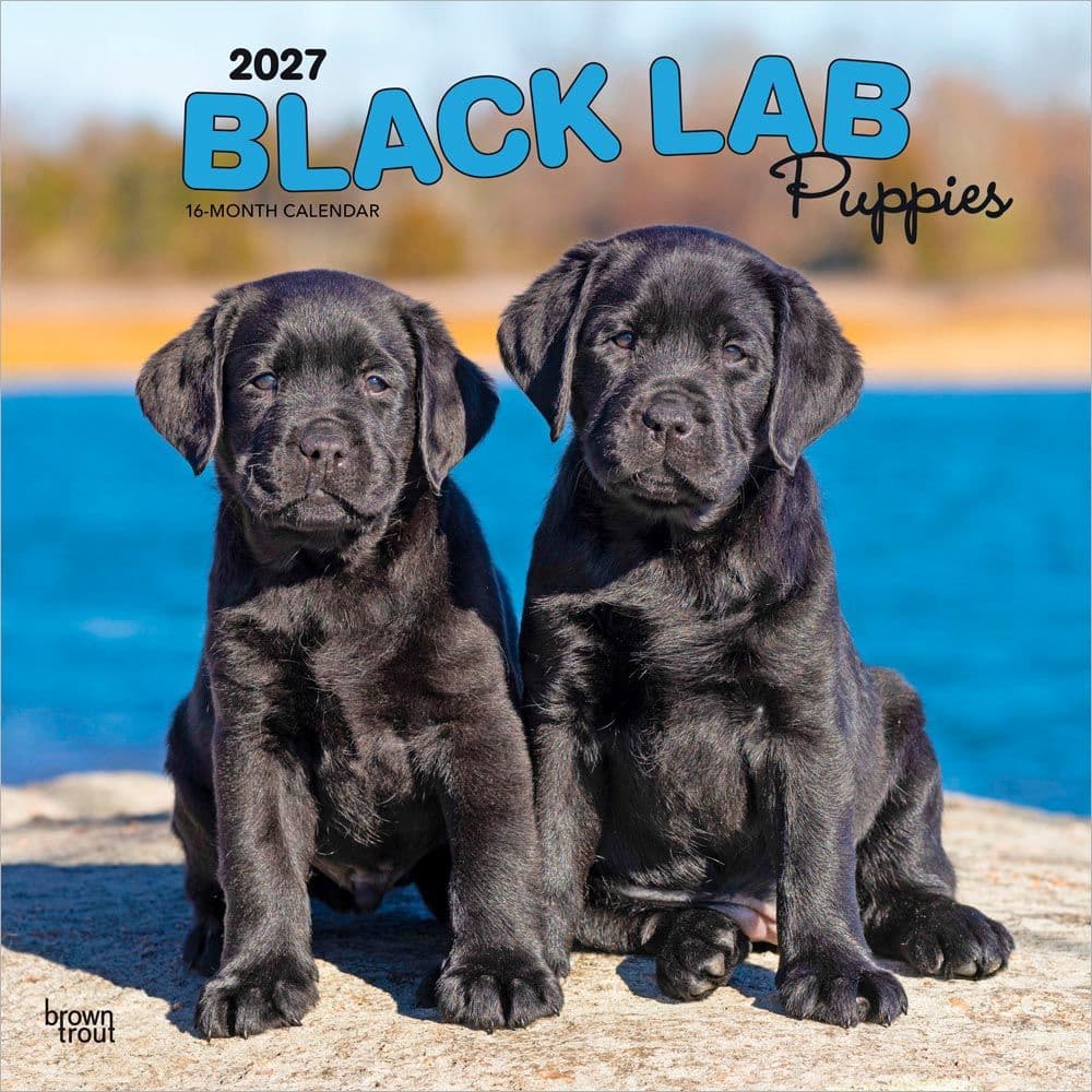 Black Lab Retriever Puppies 2027 Wall Calendar Main Product Image