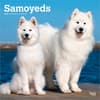 image Samoyeds 2027 Wall Calendar Main Product Image