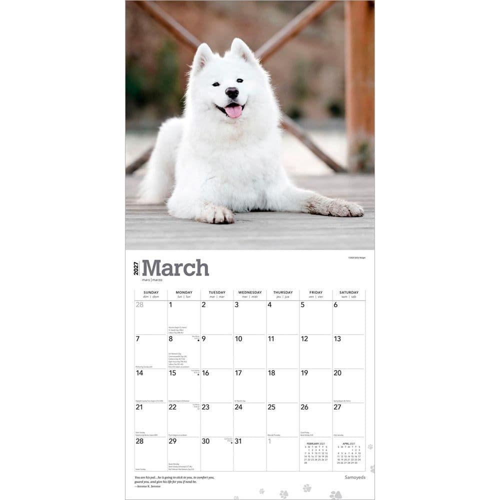 Samoyeds 2027 Wall Calendar Second Alternate Image