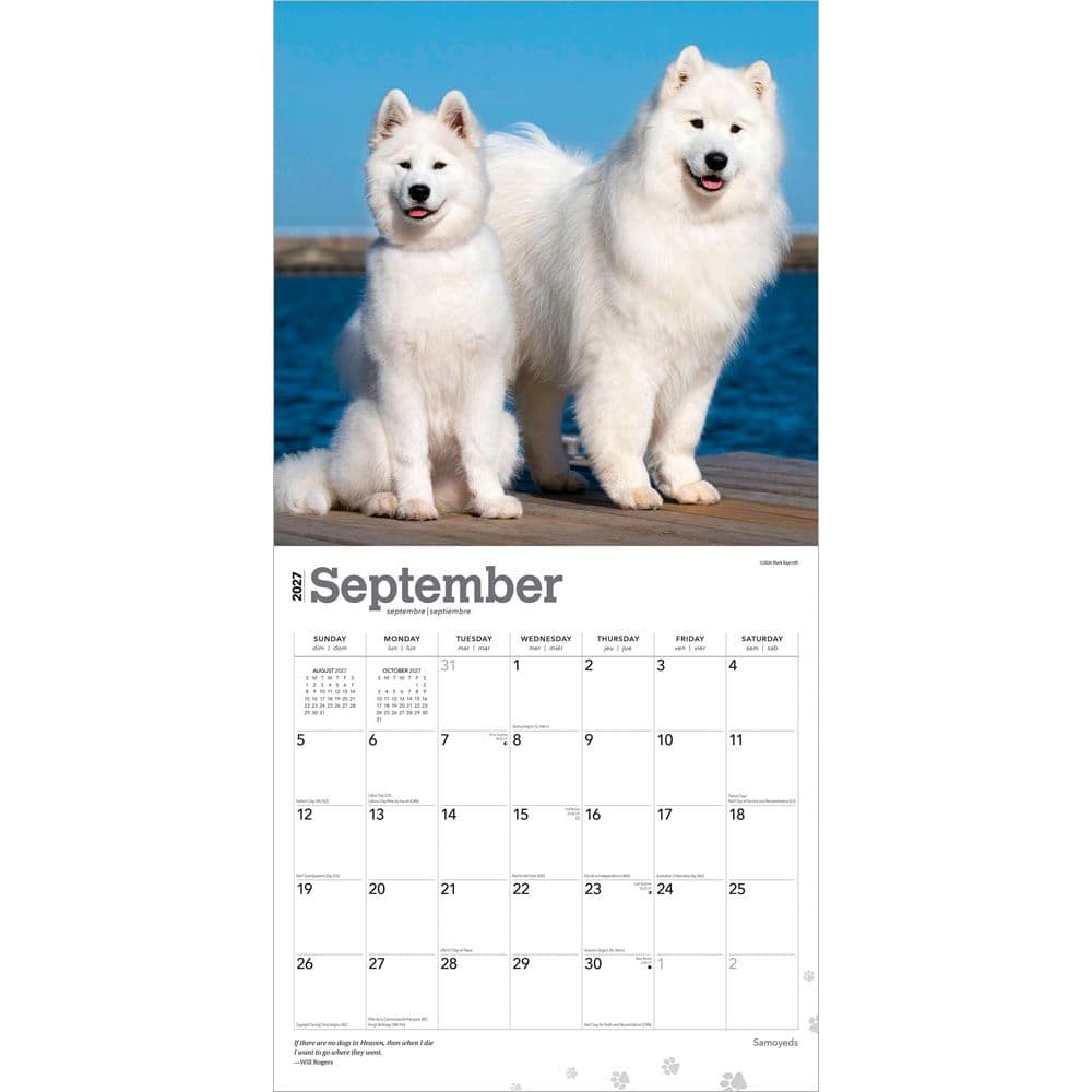 Samoyeds 2027 Wall Calendar Third Alternate Image