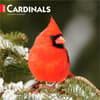 image Cardinals 2027 Wall Calendar Main Product Image