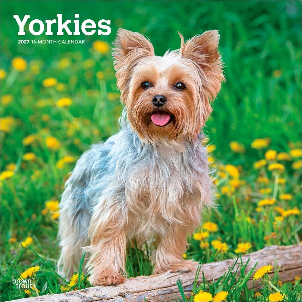 Yorkshire Terriers 2027 Wall Calendar Main Product Image